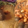 Olio Argan Crema Argan Velvet: l&rsquo;olio da oggi &egrave; crema